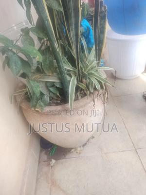 Clay Pots With Flowers - main view