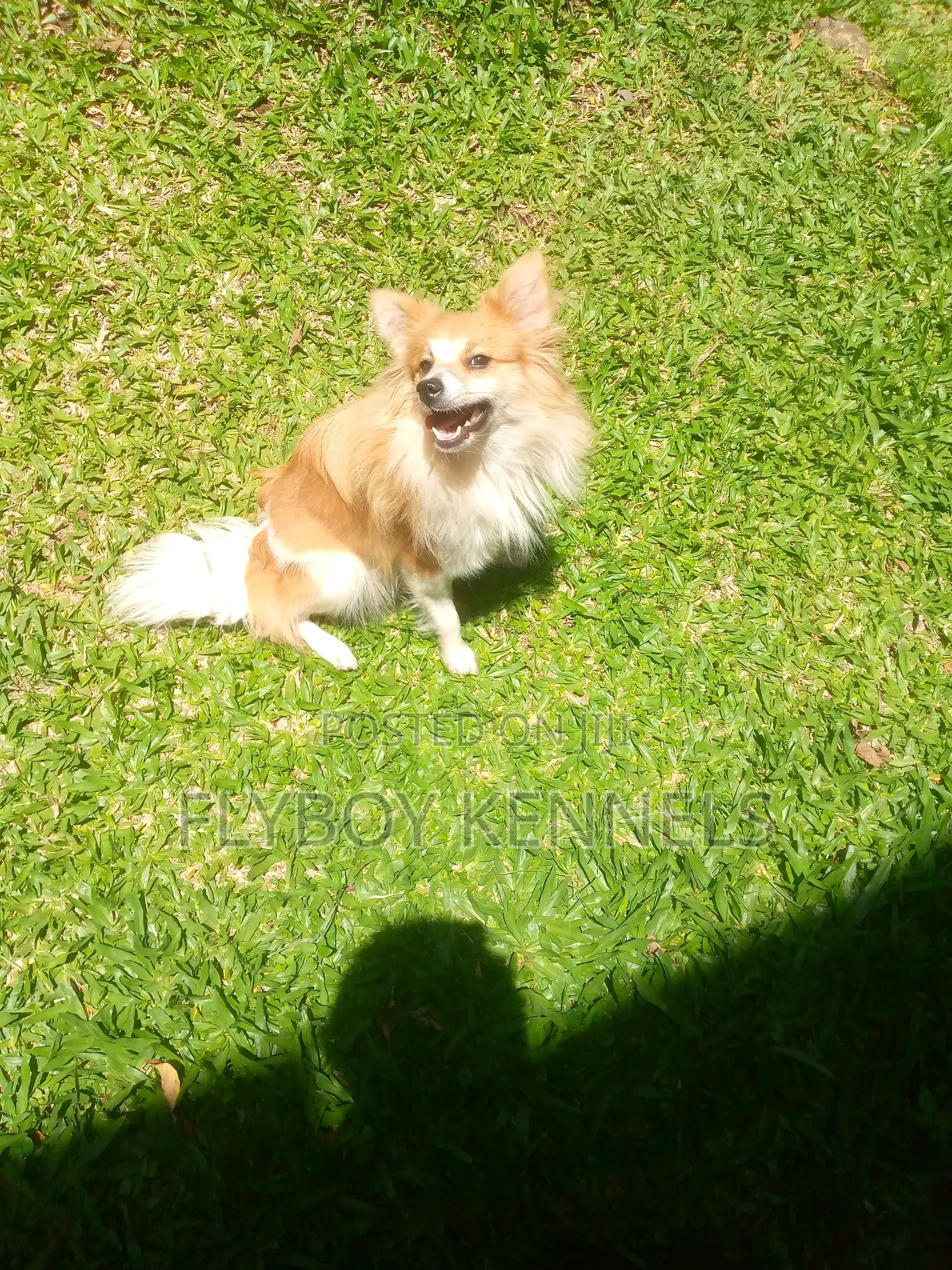 1+ year Female Purebred Japanese Spitz
