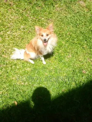 1+ year Female Purebred Japanese Spitz