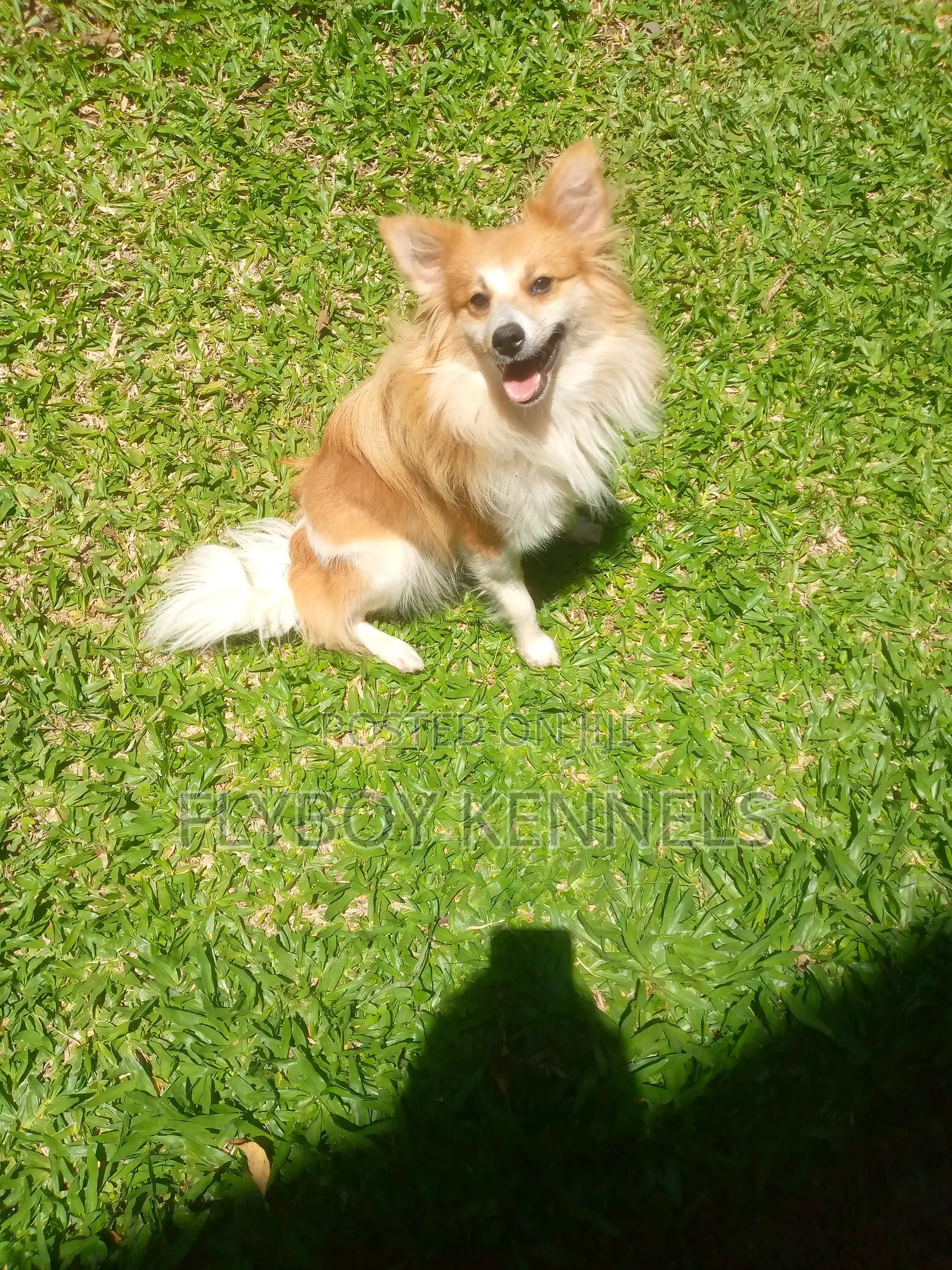 1+ year Female Purebred Japanese Spitz