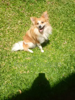 1+ year Female Purebred Japanese Spitz