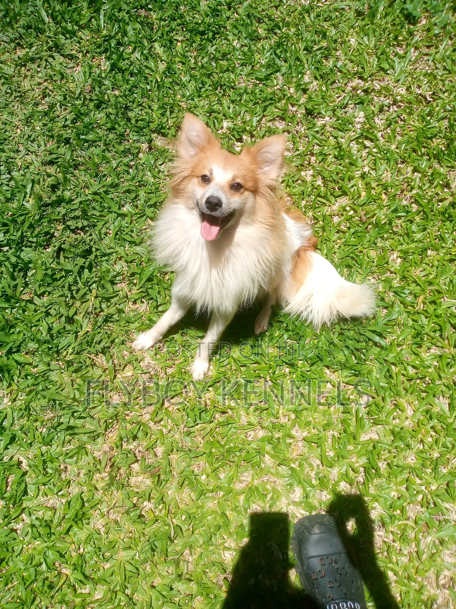 1+ year Female Purebred Japanese Spitz