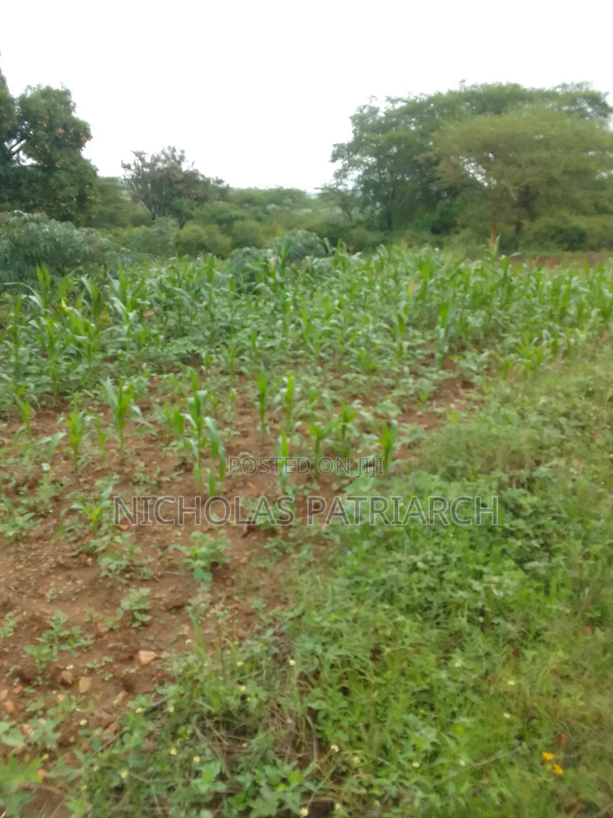 3 Acres Masii -Machakoscountyselling at Per Acre