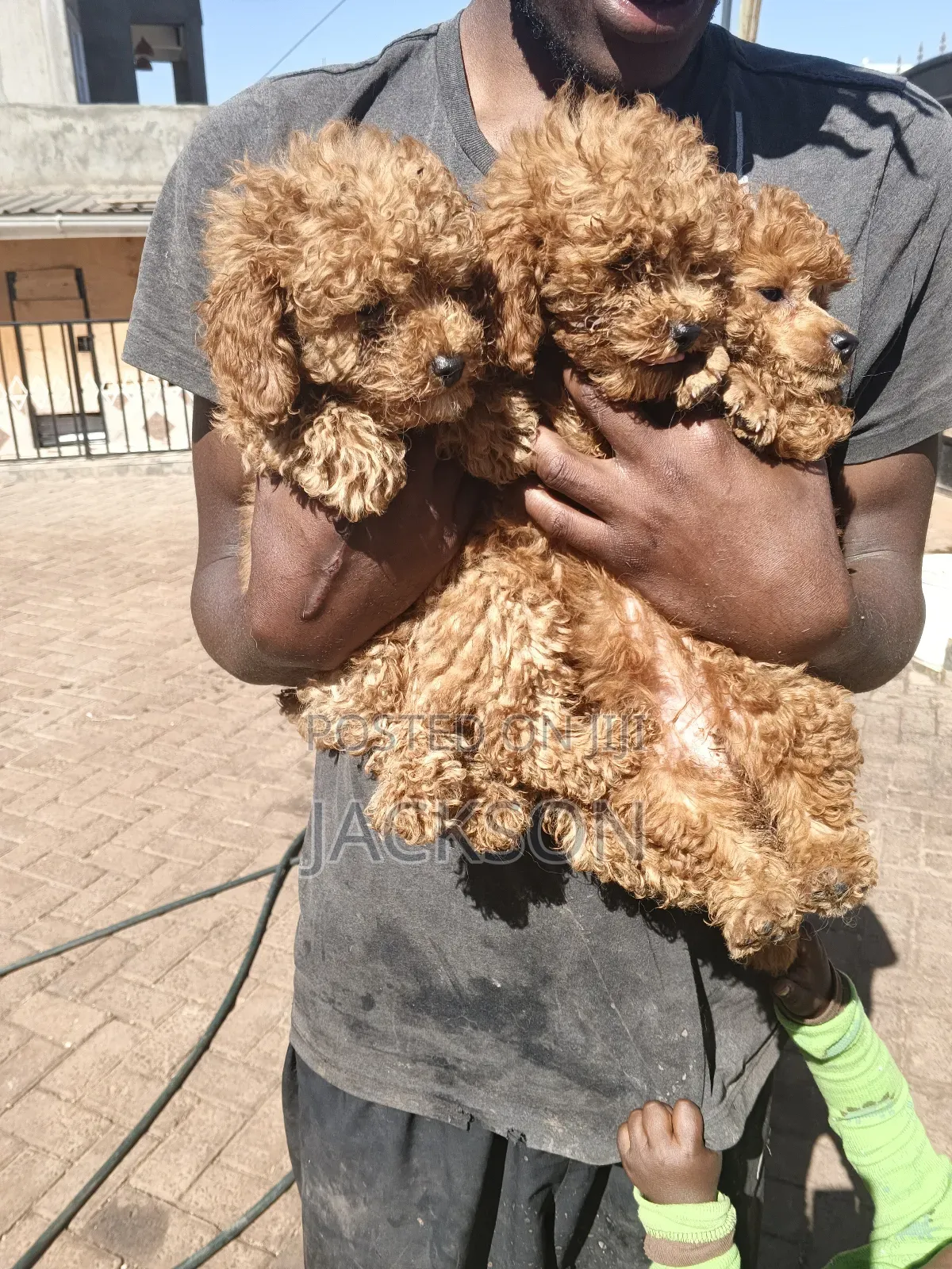 1-3 months Female Purebred Poodle