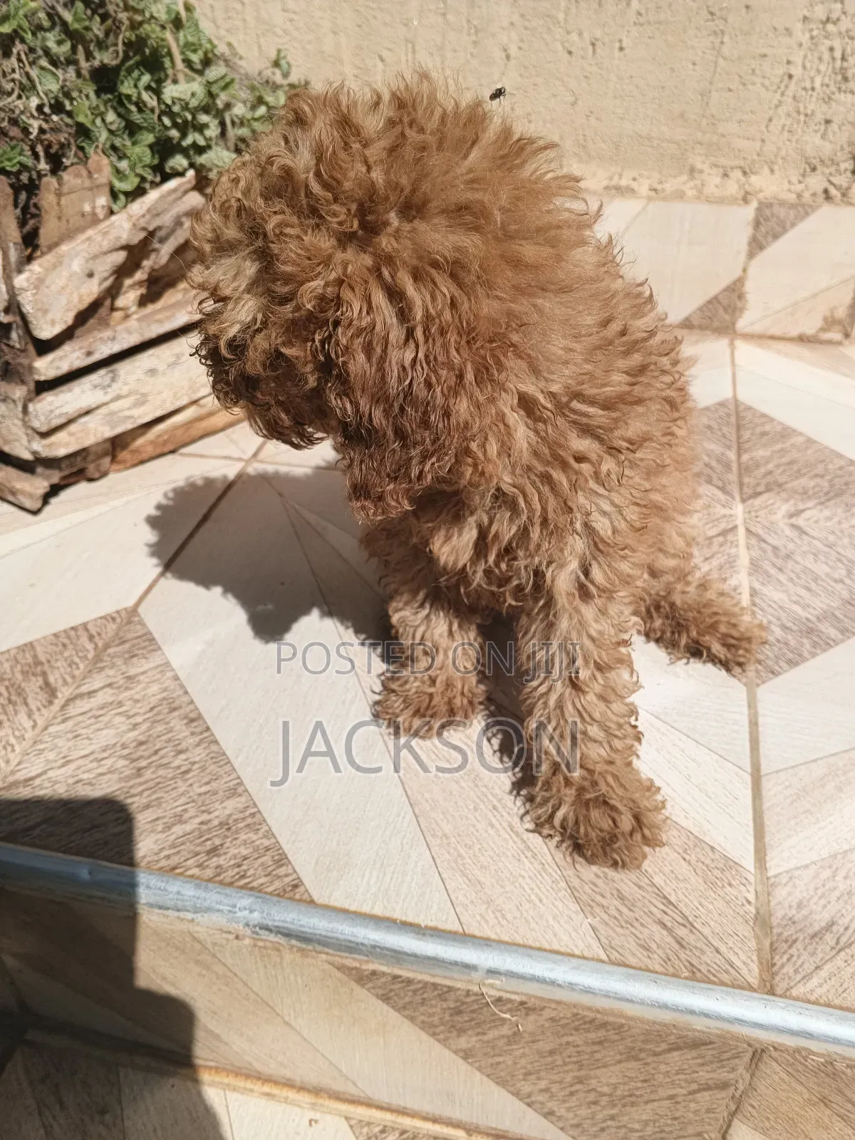 1-3 months Female Purebred Poodle