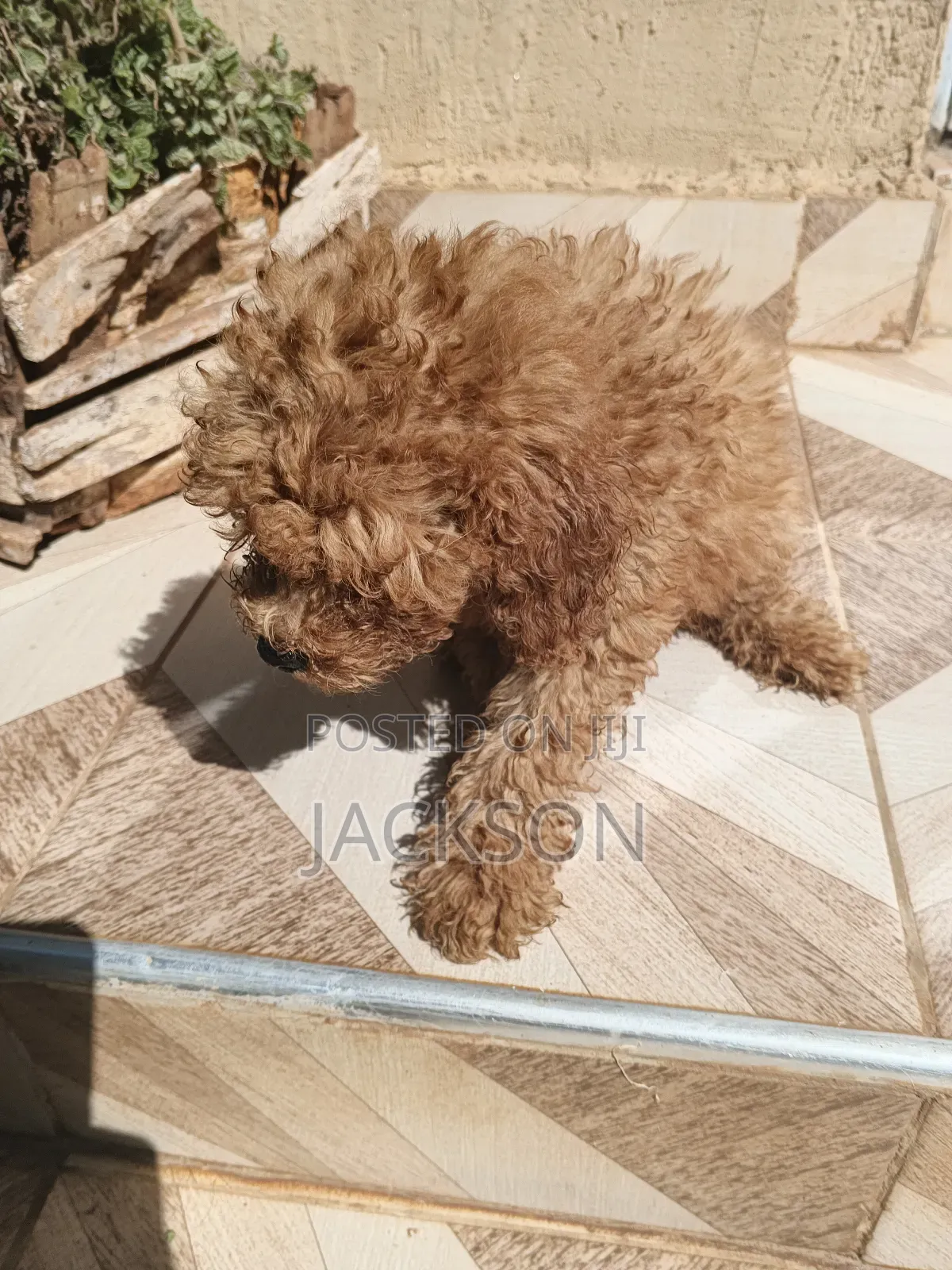 1-3 months Female Purebred Poodle