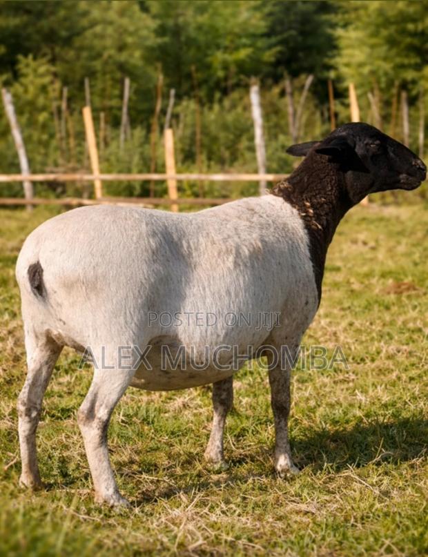 Dorper Sheep - main view