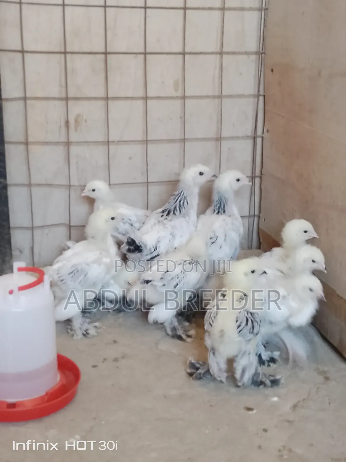 Columbian Light Brahmas