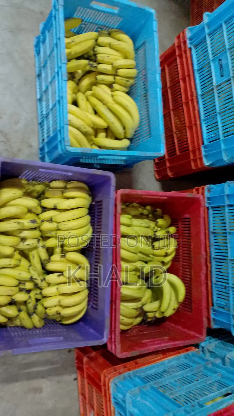 Long Bananas for Sale