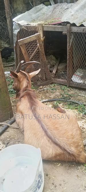 Dalloky's Farm - main view