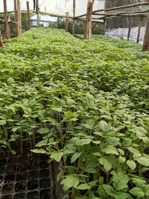 Agricultural Seedlings - main view