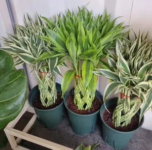 Lucky Bamboo Braided