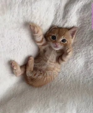 1-3 months Male Purebred Maine Coon