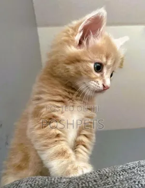 1-3 months Male Purebred Maine Coon