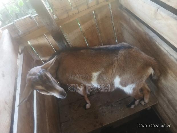 German Alpine (In-Kid) Mature Dairy Goats - main view