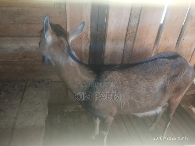 German Alpine (In-Kid) Mature Dairy Goats - thumbnail 2