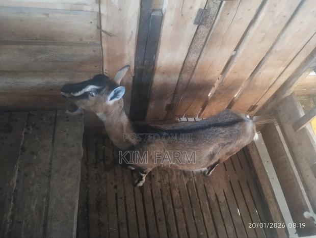 German Alpine (In-Kid) Mature Dairy Goats - thumbnail 3