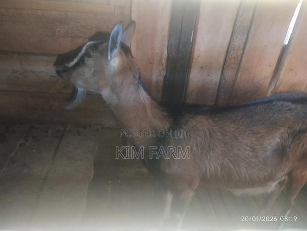 German Alpine (In-Kid) Mature Dairy Goats - thumbnail 4