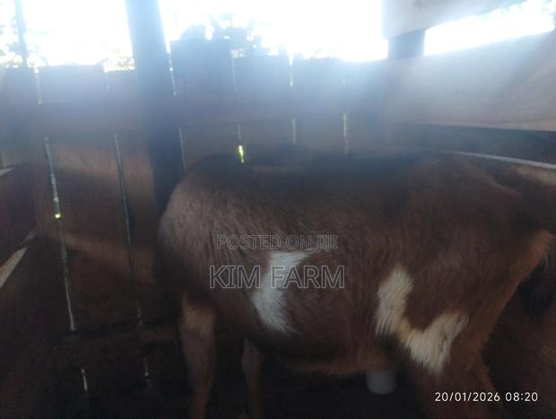 German Alpine (In-Kid) Mature Dairy Goats - thumbnail 5