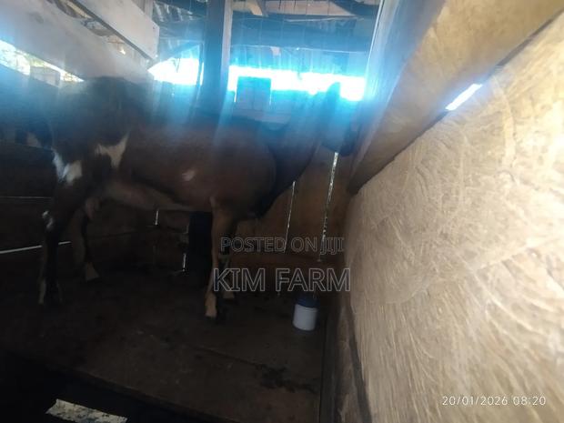 German Alpine (In-Kid) Mature Dairy Goats - thumbnail 6