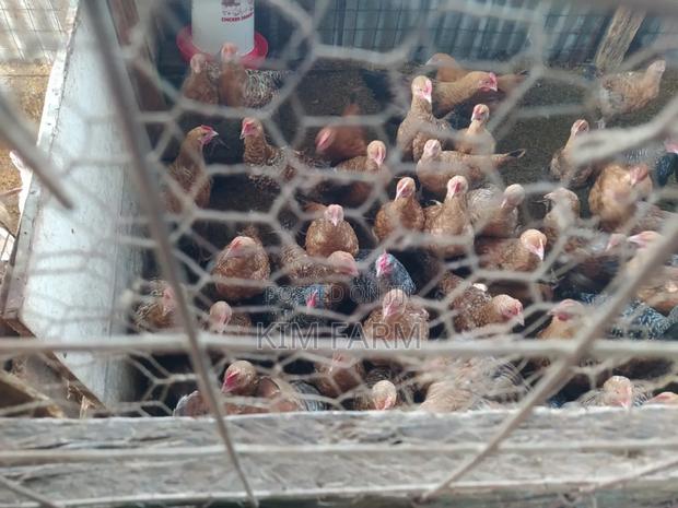 Kienyeji Chicken. (400/Kg). - main view