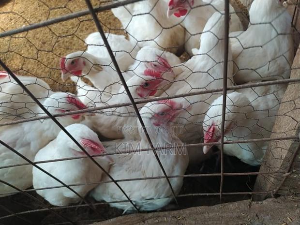 Kienyeji Chicken. (400/Kg). - thumbnail 2