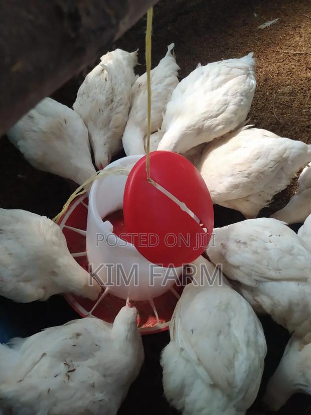 Kienyeji Chicken. (400/Kg). - thumbnail 3