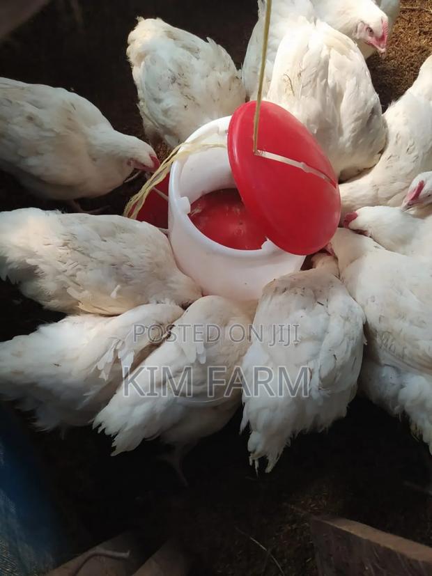 Kienyeji Chicken. (400/Kg). - thumbnail 4