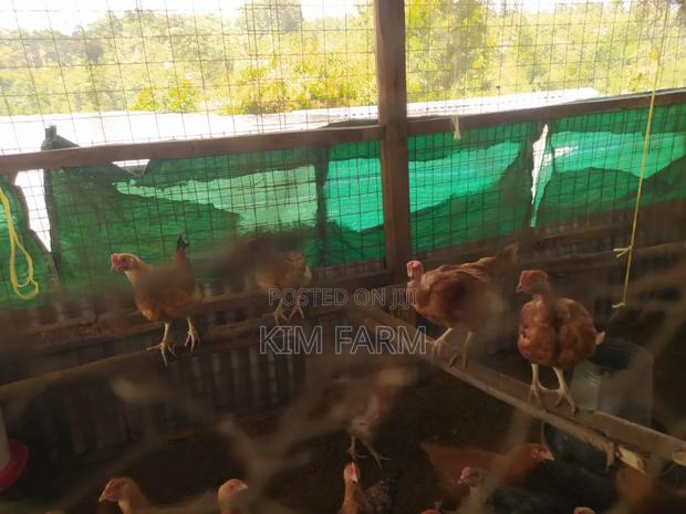 Kienyeji Chicken. (400/Kg). - thumbnail 5