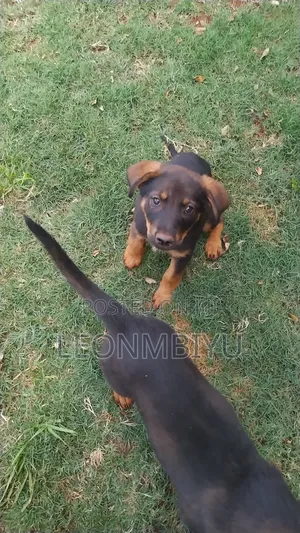 0-1 month Male Mixed Breed Rottweiler