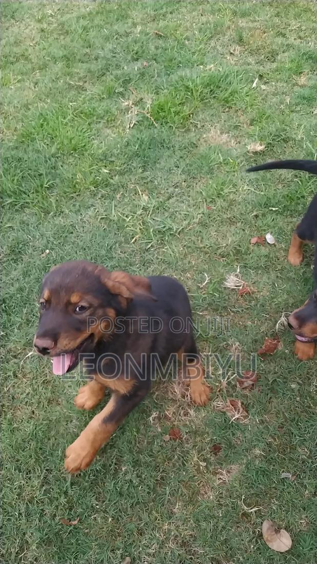 0-1 month Male Mixed Breed Rottweiler - thumbnail 2