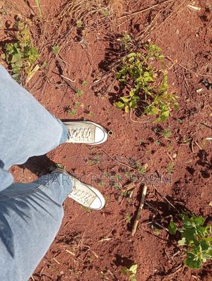 Virgin Parcel of Land for Sale - thumbnail 2