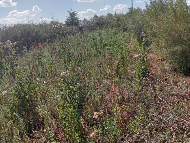 Virgin Parcel of Land for Sale - thumbnail 7