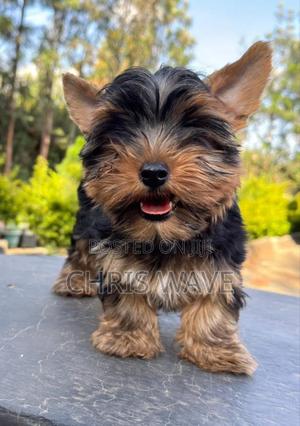 1-3 months Male Purebred Yorkshire Terrier - thumbnail 2