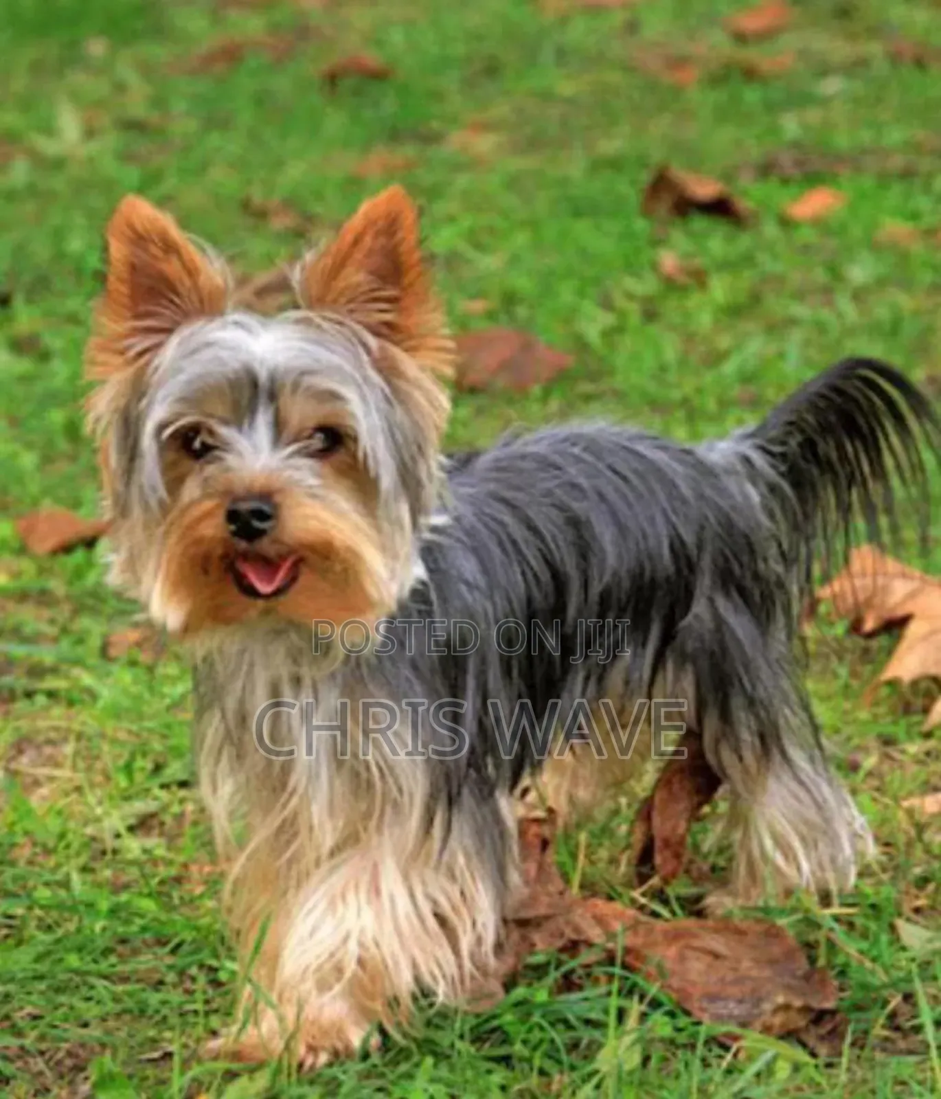 1-3 months Male Purebred Yorkshire Terrier