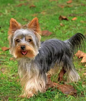 1-3 months Male Purebred Yorkshire Terrier