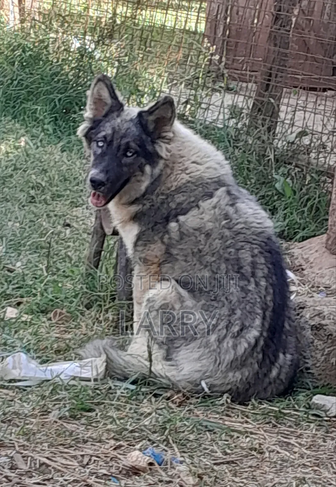 6-12 months Male Purebred German Shepherd