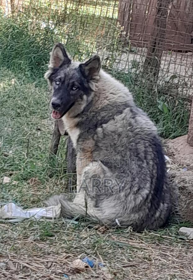 6-12 months Male Purebred German Shepherd
