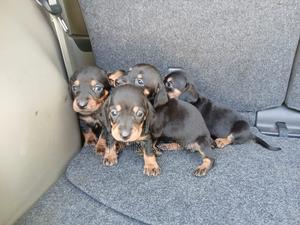 1-3 months Male Purebred Dachshund - thumbnail 2