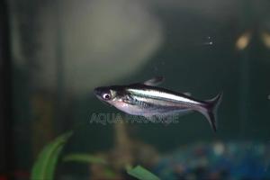 Siamese Sharks - thumbnail 2