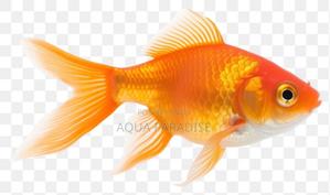 Aquarium Goldfish - thumbnail 2