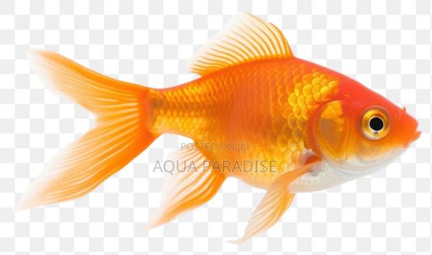 Aquarium Goldfish - main view