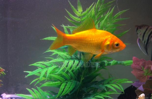 Aquarium Goldfish - thumbnail 3