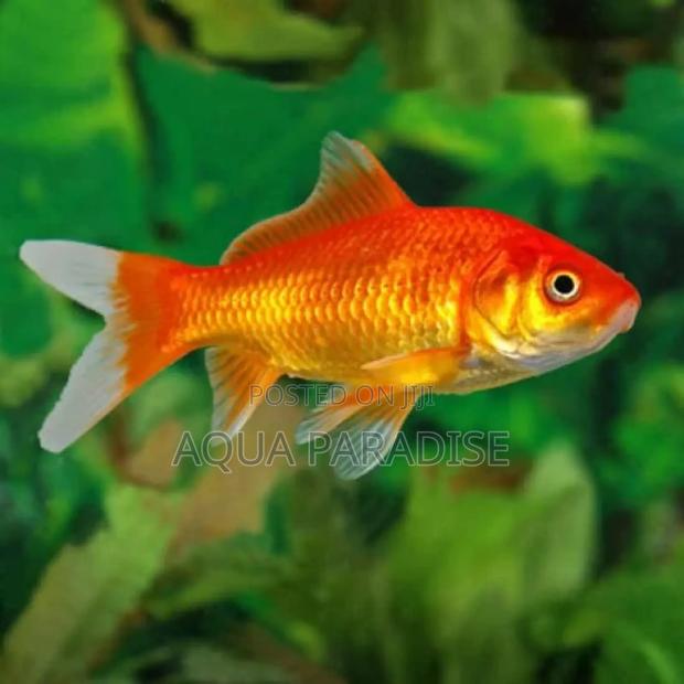 Aquarium Goldfish - thumbnail 4