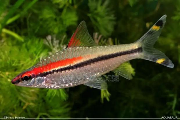 Denison Barb - main view