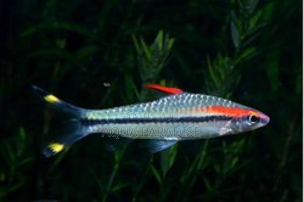 Denison Barb - thumbnail 4