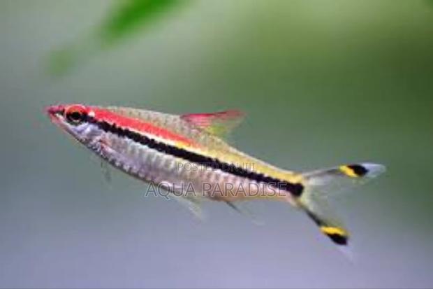 Denison Barb - thumbnail 5