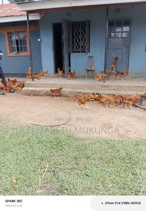 Kienyeji Chicken for Sell - main view