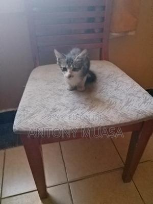 1-3 months Male Mixed Breed Maine Coon - thumbnail 2