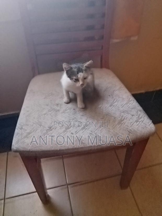 1-3 months Male Mixed Breed Maine Coon - thumbnail 3